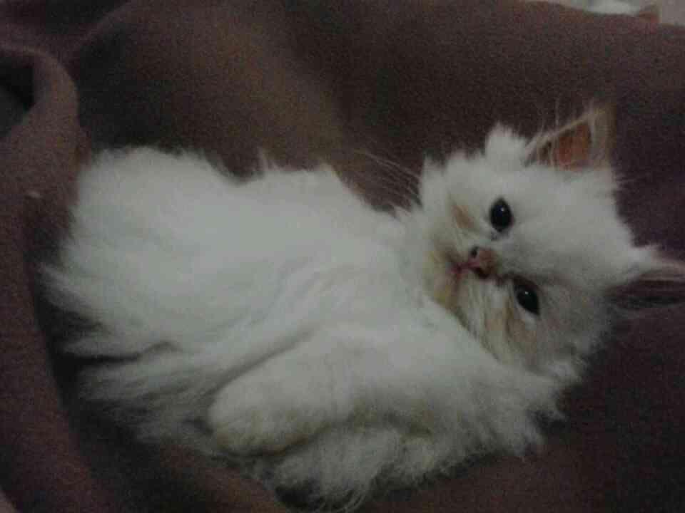 KITTEN PERSIA