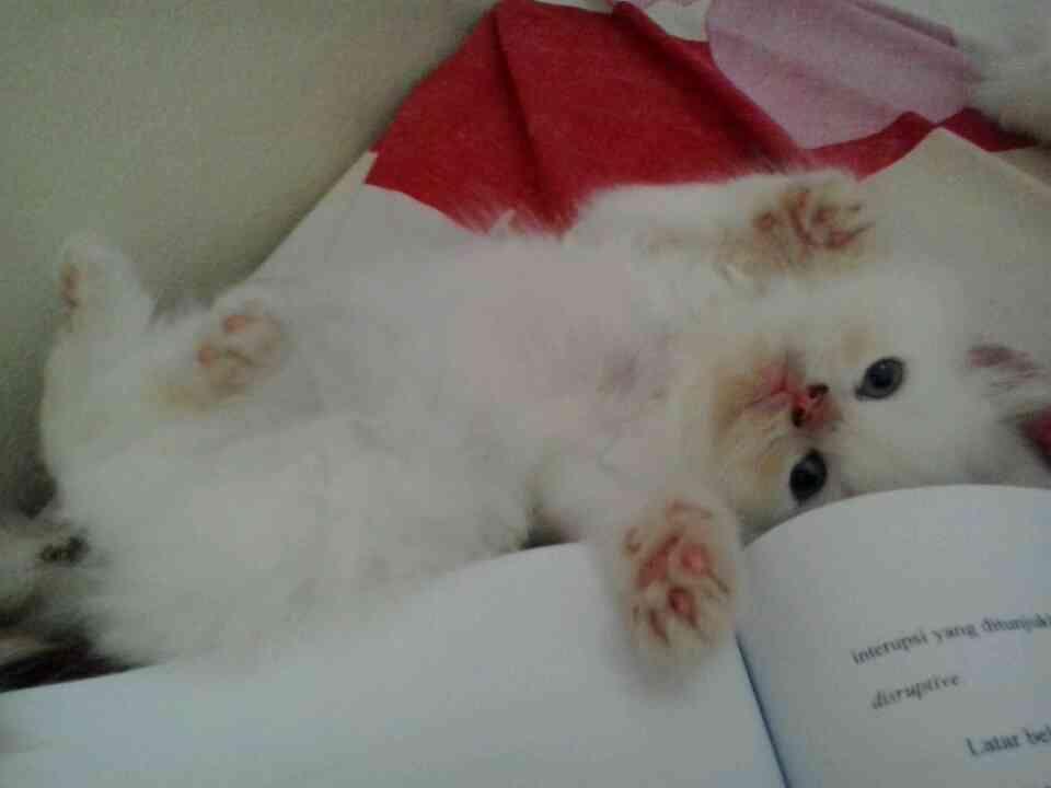 KITTEN PERSIA