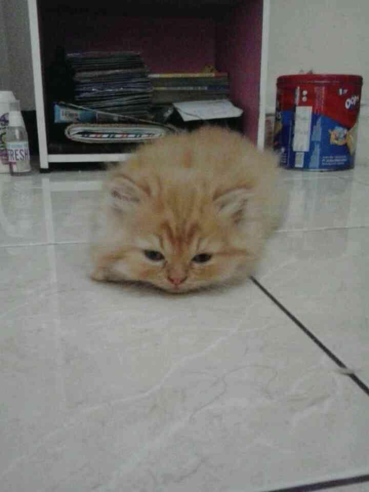 KITTEN PERSIA