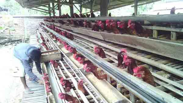 INVESTASI AYAM TELUR BISNIS NYATA PEMBAGIAN HASIL PEHARI 