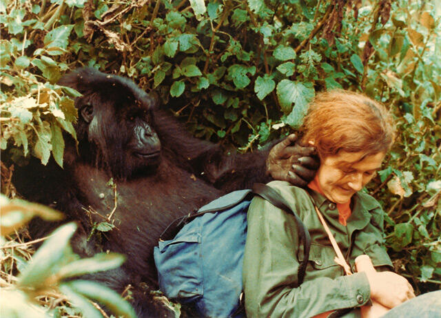 Dian Fossey - Orang Pertama Yang Di KIMPOI GORILLA [HOT On Google]
