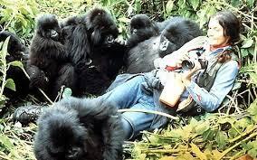 Dian Fossey - Orang Pertama Yang Di KIMPOI GORILLA [HOT On Google]