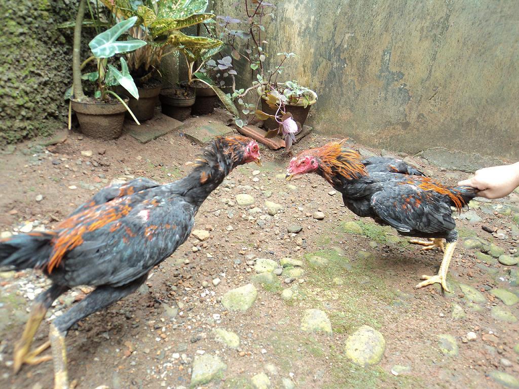 Ayam Bangkok jonggol bogor