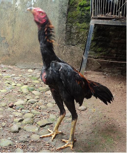 Ayam Bangkok jonggol bogor