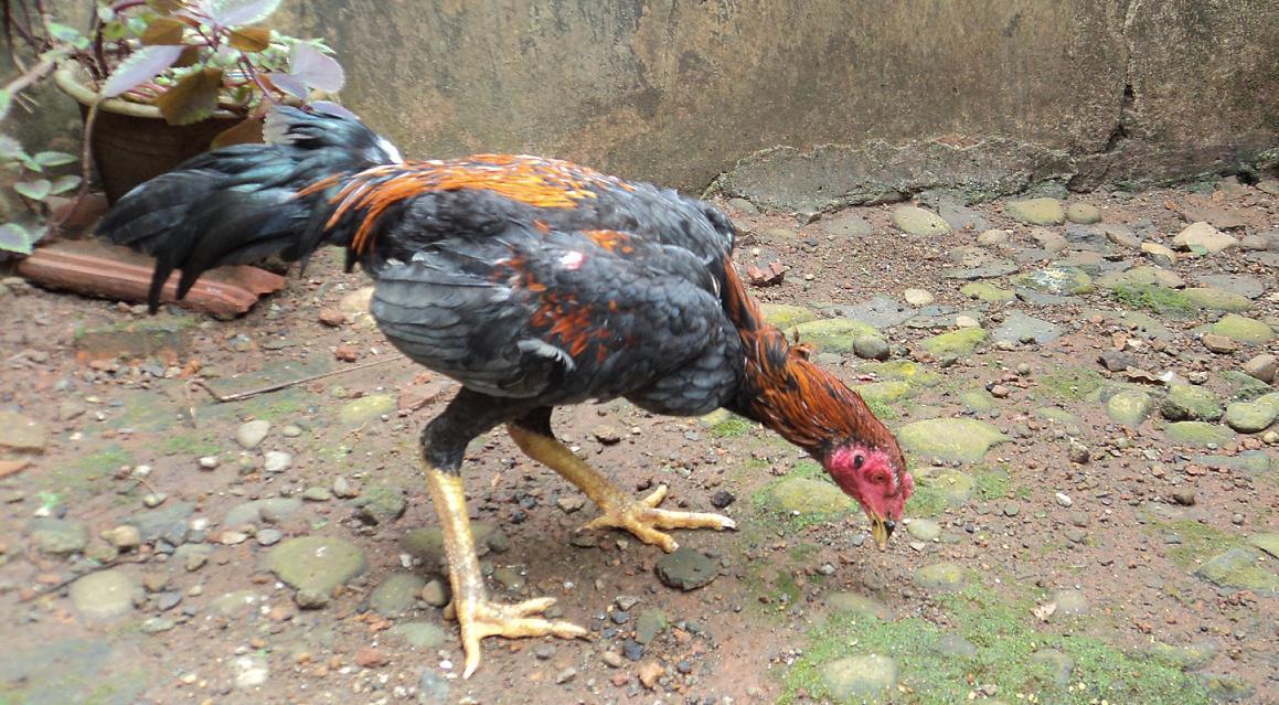 Ayam Bangkok jonggol bogor
