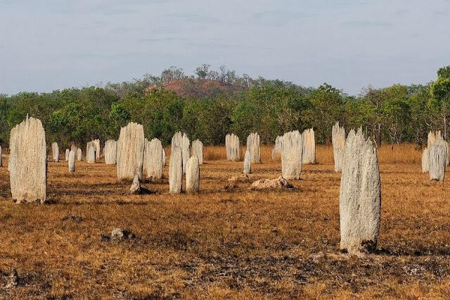 " Keajaiban Alam " yang sangat menarik dan jarang ada !