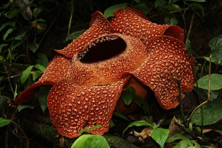 Yamg Belum Liat Rafflesia Arnoldi Masuk Yookkkk!!!!!!!