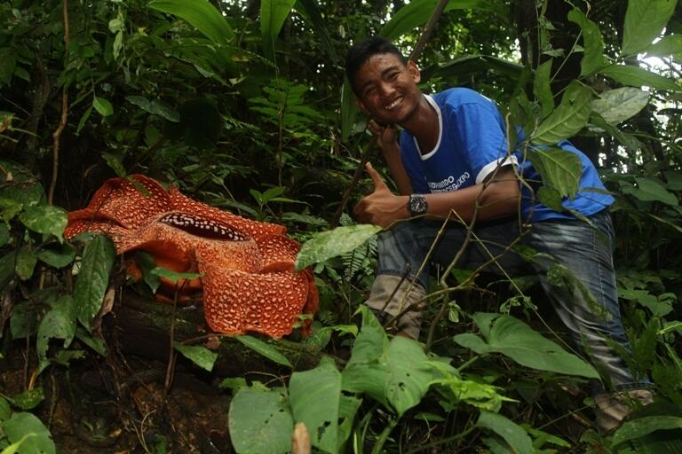 Yamg Belum Liat Rafflesia Arnoldi Masuk Yookkkk!!!!!!!