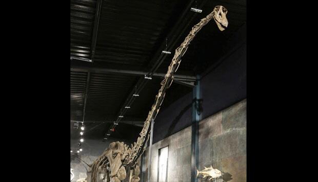 Bagaimana Dinosaurus Bisa Mencapai 80 Ton?