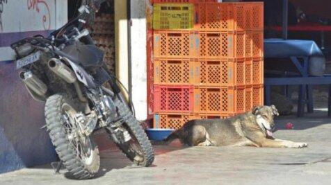 Pemilik tewas 5 tahun lalu, anjing ini tetap setia menanti