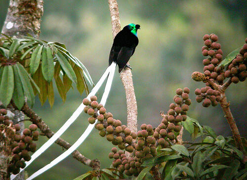 Jenis Burung Langka dan sangat indah ini Berasal dari Indonesia
