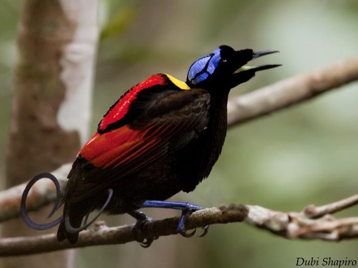 Jenis Burung Langka dan sangat indah ini Berasal dari Indonesia