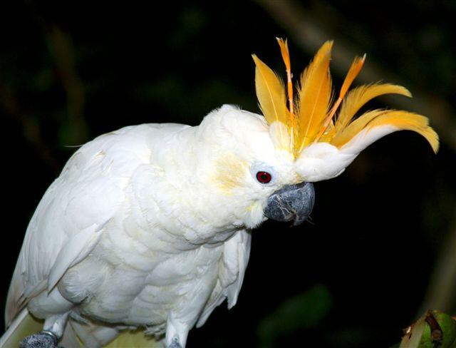 Burung Cendrawasih Berasal Dari Indonesia Bagian Macam Dan Jenis Burung Cendrawasih Cantik