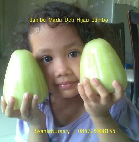 Terjual Jambu Air Unggulan Madu Deli Jumbo Madu Deli 