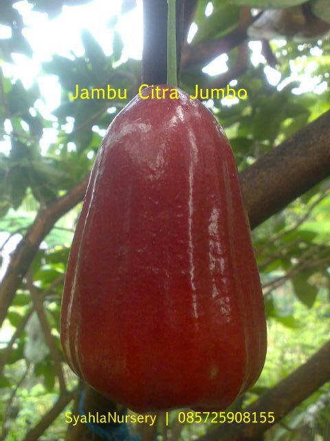 terjual jambu air unggulan madu deli jumbo madu deli terjual jambu air unggulan madu deli jumbo madu deli
