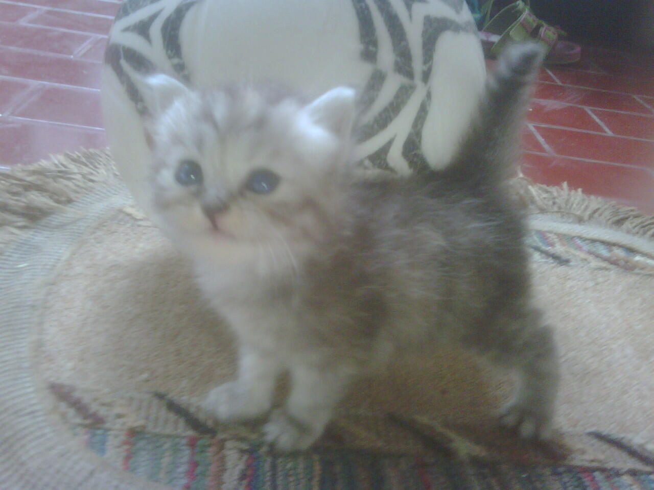 Cat Lover Masuk .. Send Picture Kucing Kalian disini..