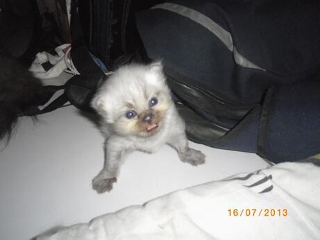 Cat Lover Masuk .. Send Picture Kucing Kalian disini..