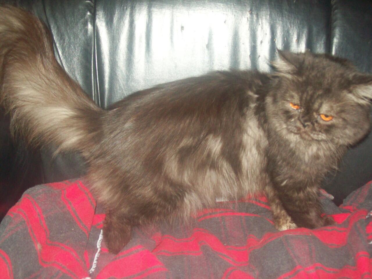 Cat Lover Masuk .. Send Picture Kucing Kalian disini..
