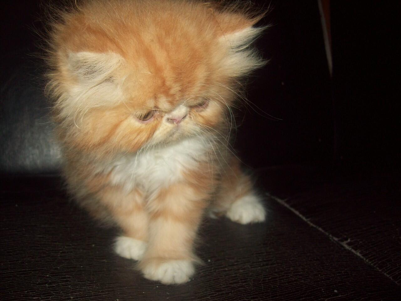 Cat Lover Masuk .. Send Picture Kucing Kalian disini..