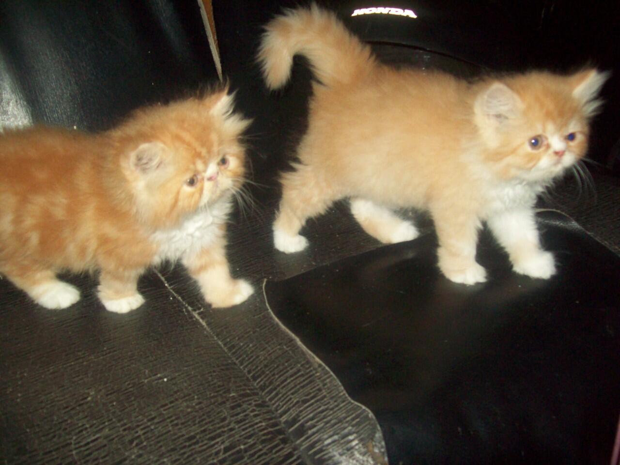 Cat Lover Masuk .. Send Picture Kucing Kalian disini..