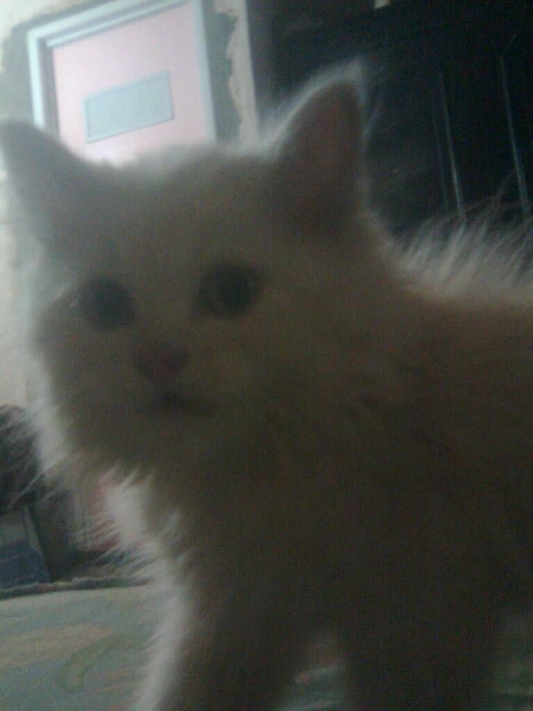 Cat Lover Masuk .. Send Picture Kucing Kalian disini..