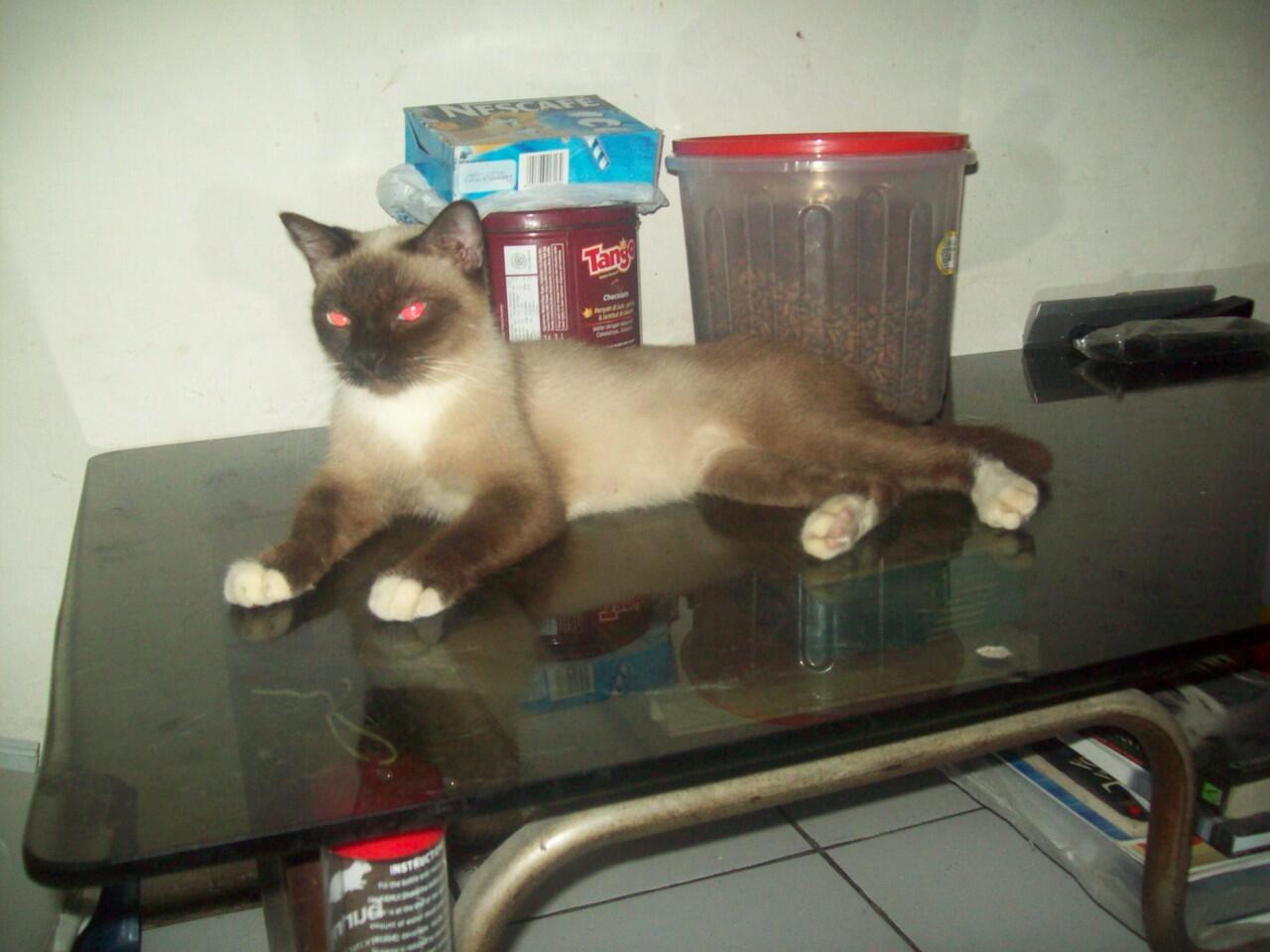 Cat Lover Masuk .. Send Picture Kucing Kalian disini..