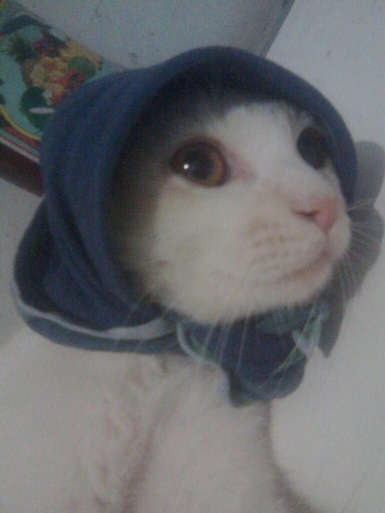 Cat Lover Masuk .. Send Picture Kucing Kalian disini..