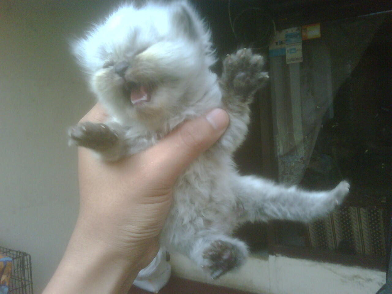 Cat Lover Masuk .. Send Picture Kucing Kalian disini..
