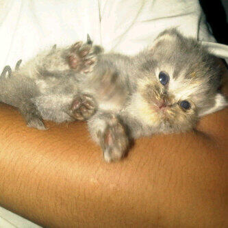 Cat Lover Masuk .. Send Picture Kucing Kalian disini..