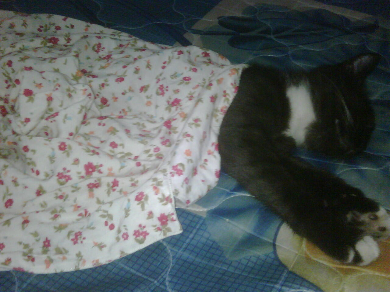 Cat Lover Masuk .. Send Picture Kucing Kalian disini..