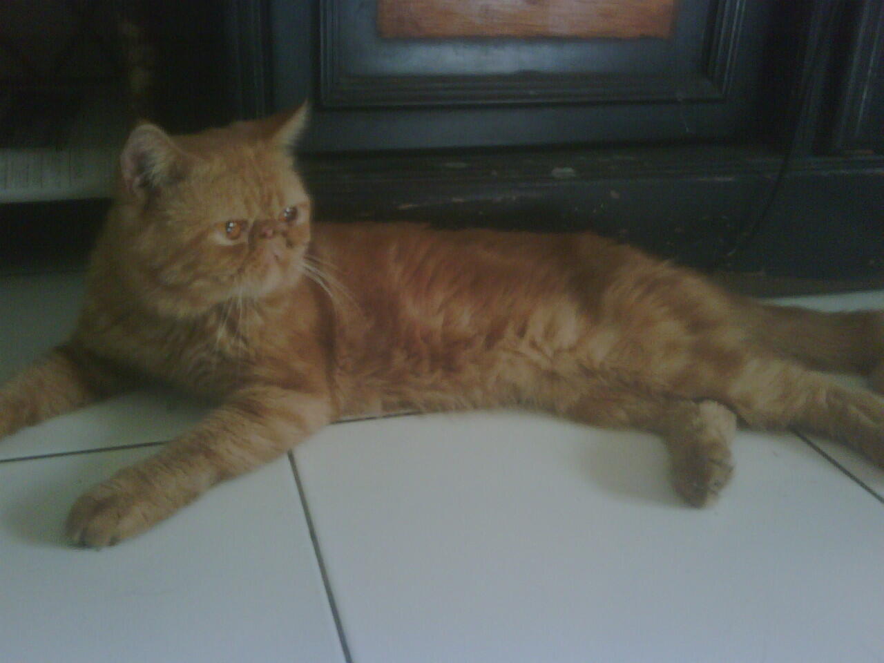 Cat Lover Masuk .. Send Picture Kucing Kalian disini..
