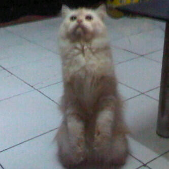 Cat Lover Masuk .. Send Picture Kucing Kalian disini..