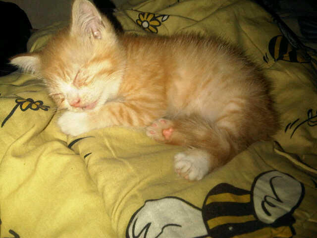 Cat Lover Masuk .. Send Picture Kucing Kalian disini..