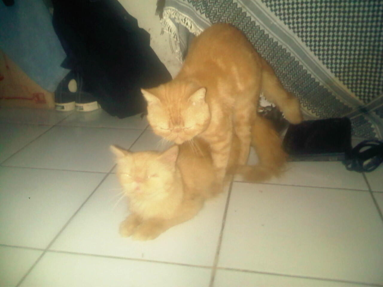 Cat Lover Masuk .. Send Picture Kucing Kalian disini..