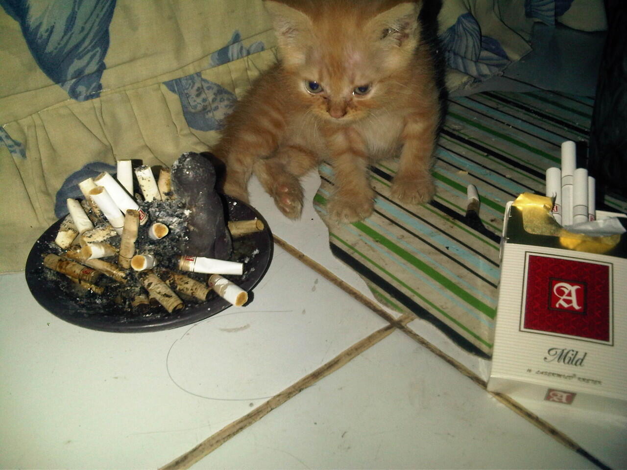 Cat Lover Masuk .. Send Picture Kucing Kalian disini..