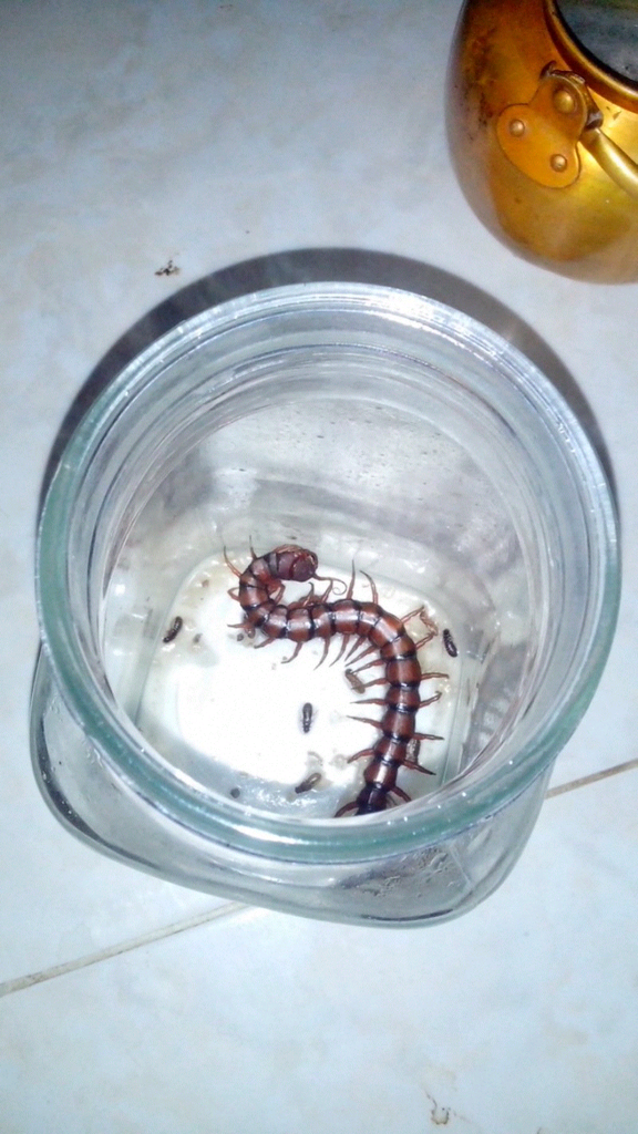 Binatang menggemaskan ini menyelinap masuk rumah