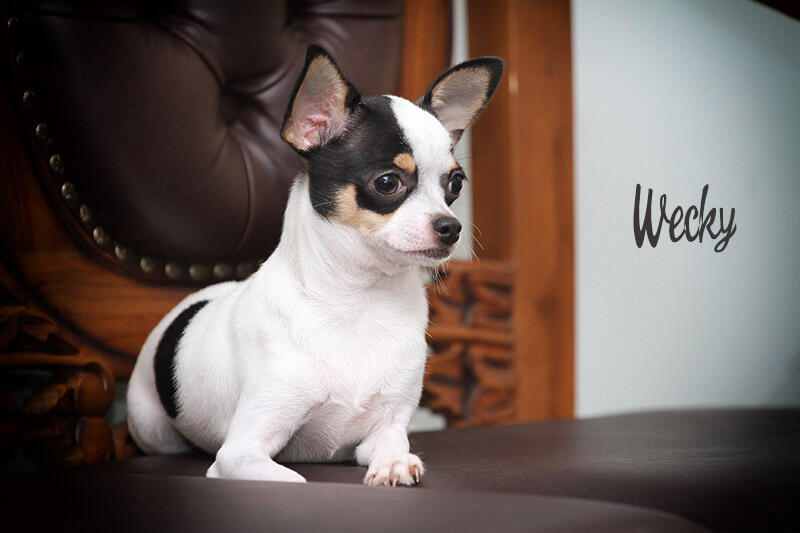 Chihuahua Belang Sapi 6 Bulan (Stambum+Vaksin)