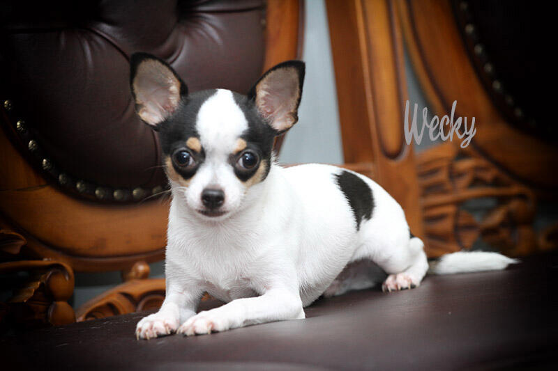 Chihuahua Belang Sapi 6 Bulan (Stambum+Vaksin)