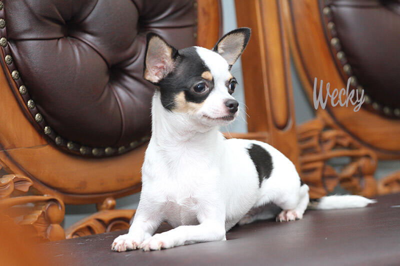 Chihuahua Belang Sapi 6 Bulan (Stambum+Vaksin)