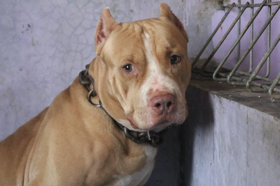 SEDIA PEJANTAN PITBULL JOSSS
