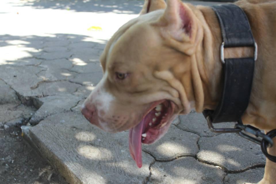 SEDIA PEJANTAN PITBULL JOSSS