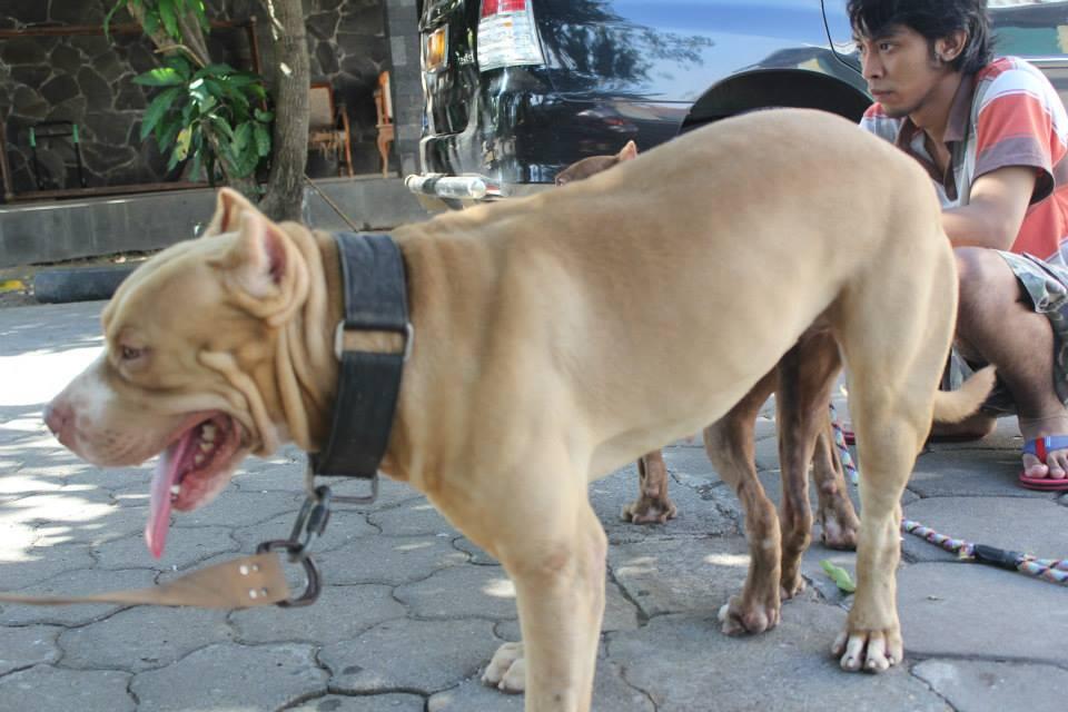 SEDIA PEJANTAN PITBULL JOSSS