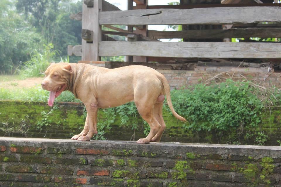 SEDIA PEJANTAN PITBULL JOSSS