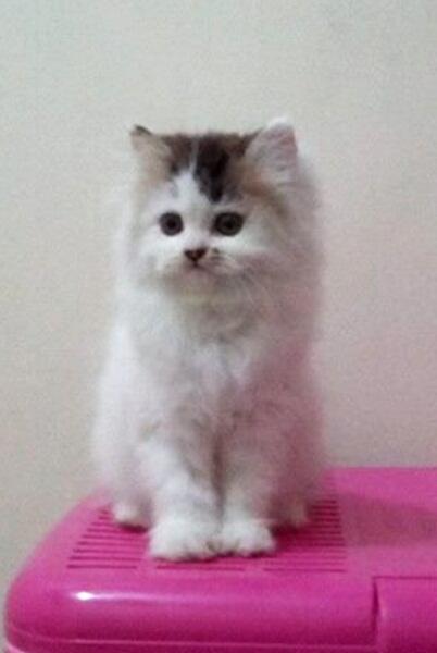 Kucing Persia Kitten Betina Black&white(van) 2,5bln Bandung