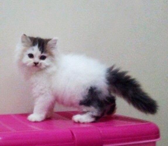 Kucing Persia Kitten Betina Black&white(van) 2,5bln Bandung
