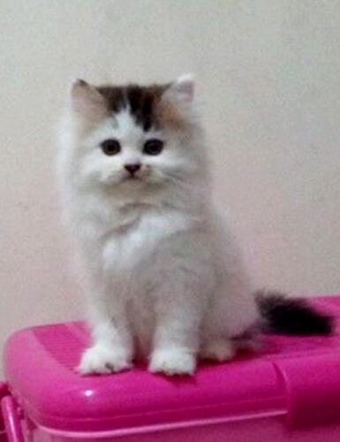 Kucing Persia Kitten Betina Black&white(van) 2,5bln Bandung