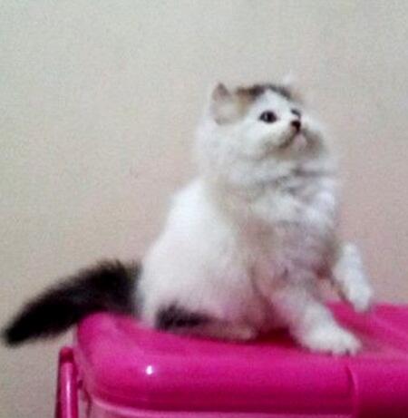 Kucing Persia Kitten Betina Black&white(van) 2,5bln Bandung