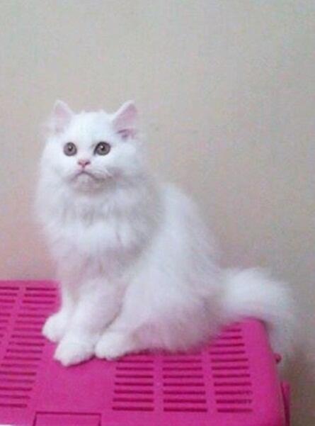 Kucing persia Kitten Betina 3Bln Snow white Bandung