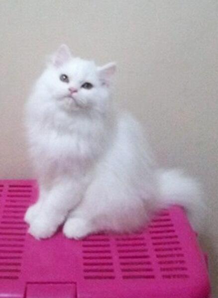 Kucing persia Kitten Betina 3Bln Snow white Bandung