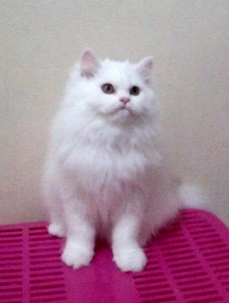Kucing persia Kitten Betina 3Bln Snow white Bandung